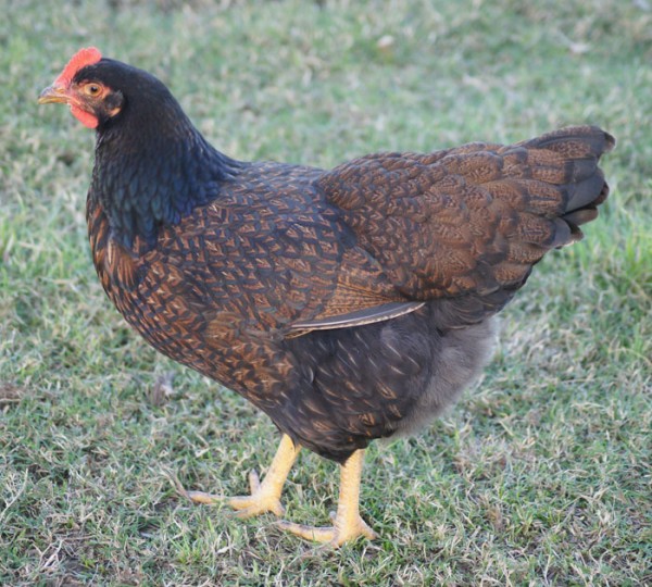 Barnevelder – Back Yard Chickens